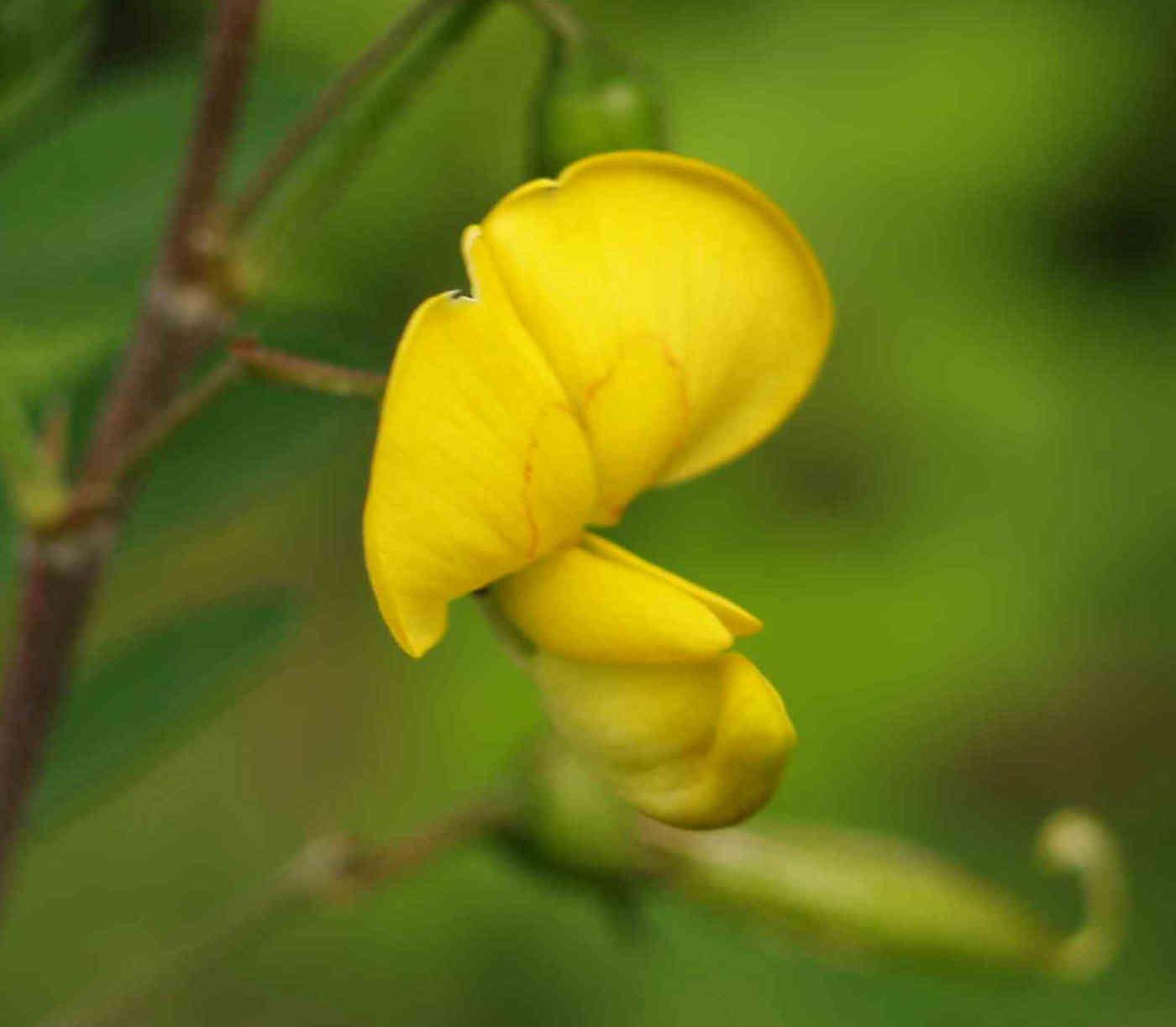 Bladder Senna flower